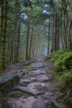 A stony path winds its way through a densely wooded and mystical forest, Mummelsee, Seebach,
