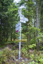 A signpost with several signs stands in a dense forest for orientation, Mummelsee, Seebach, Ortenau