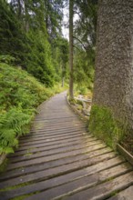 Narrow wooden path through a green forest with tall trees, Mummelsee, Seebach, Ortenau district,