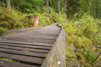 A wooden path in the forest with surrounding trees and plants, Mummelsee, Seebach, Ortenau