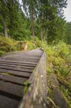 A wooden path winds its way through a dense, green forest, Mummelsee, Seebach, Ortenau district,