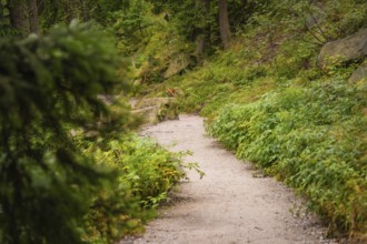 Forest path lined with dense green vegetation, Mummelsee, Seebach, Ortenau district, Black Forest,
