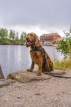 Sitting dog at the lake with building in the background, Mummelsee, Seebach, Ortenau district,