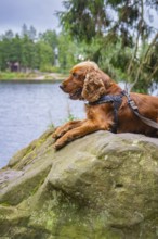 A brown dog lies on a rock overlooking a lake in a forest setting, Mummelsee, Seebach, Ortenau