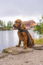 Dog at the lake in front of a building, surrounded by green nature, Mummelsee, Seebach, Ortenau