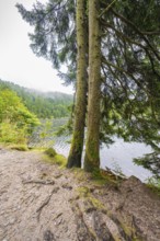 Two trees on the shore of a lake, surrounded by forest, Mummelsee, Seebach, Ortenau district, Black