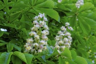 Flowering horse chestnut