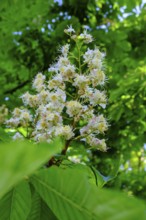 Flowering horse chestnut