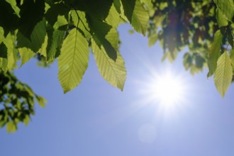 Hornbeam leaves in spring