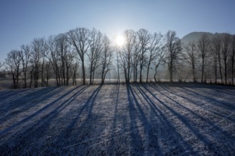Trees with shade, structure in winter, Bad Heilbrunn, Upper Bavaria, Bavaria, Germany