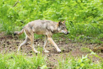 Eurasian wolf (Canis lupus lupus) walking in a forest, Hesse, Germany