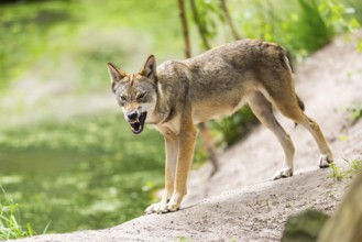 Eurasian wolf (Canis lupus lupus) standing on a little sand hill in the forest, Hesse, Germany