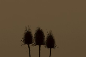 Teasel (Dipsacus fullonum) three seed heads at sunset, England, United Kingdom