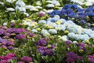 Hydrangea flowers in a garden, England, United Kingdom