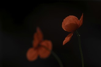 Common field poppy (Papaver rhoeas) flowers in summer, England, United Kingdom