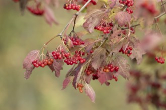Guelder rose (Viburnum opulus) red berries on a tree in autumn, England, United Kingdom