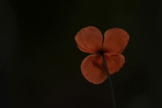 Common field poppy (Papaver rhoeas) single flower in summer, England, United Kingdom