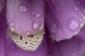 Foxglove (Digitalis purpurea) flower with water droplets in summer, England, United Kingdom