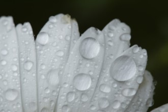 Oxeye daisy (Leucanthemum vulgare) single flower in summer with water droplets, England, United