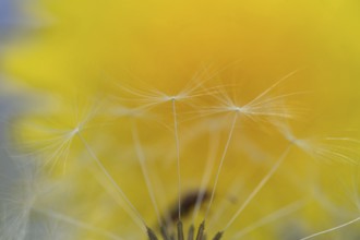 Common dandelion (Taraxacum officinale) seeds, England, United Kingdom