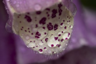 Foxglove (Digitalis purpurea) flower with water droplets in summer, England, United Kingdom