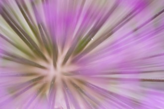 Allium garden flower, England, United Kingdom