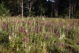 Foxglove (Digitalis purpurea) flowers in a woodland in summer, England, United Kingdom