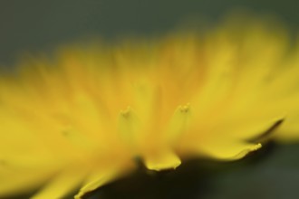 Common dandelion (Taraxacum officinale) flower, England, United Kingdom