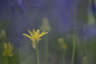 Lesser celandine (Ficaria verna) flower in a woodland, England, United Kingdom