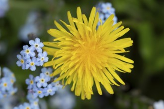 Common dandelion (Taraxacum officinale) flower, England, United Kingdom