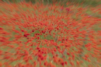 Common field poppy (Papaver rhoeas) flowers in a field in summer, England, United Kingdom