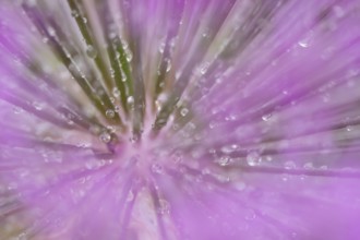 Allium garden flower with water droplets, England, United Kingdom