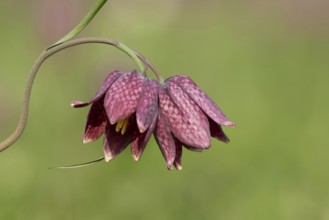Snake's head fritillary (Fritillaria meleagris) flowers in a meadow, England, United Kingdom