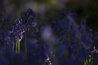 Common English bluebell (Hyacinthoides non-scripta) flowers in a woodland in spring, England,