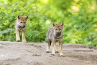 Eurasian wolf (Canis lupus lupus) cubs (youngster) on a little sand hill in the forest, Hesse,