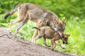 Eurasian wolf (Canis lupus lupus) mother playing with her cub (youngster) on a little sand hill in