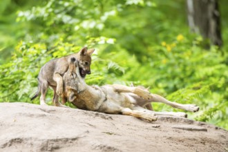 Eurasian wolf (Canis lupus lupus) mother playing with her cub (youngster) on a little sand hill in