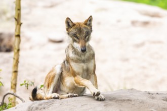 Eurasian wolf (Canis lupus lupus) lying on a little sand hill in the forest, Hesse, Germany