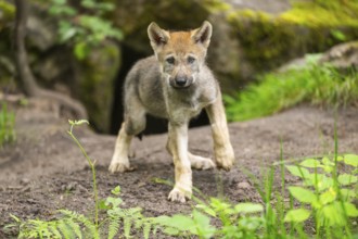 Eurasian wolf (Canis lupus lupus) cub (youngster) standing on a little sand hill in the forest,