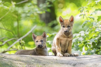 Eurasian wolf (Canis lupus lupus) cubs (youngster) on a little sand hill in the forest, Hesse,