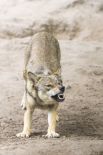 Eurasian wolf (Canis lupus lupus) standing on a little sand hill in the forest, Hesse, Germany