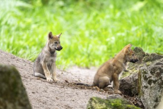 Eurasian wolf (Canis lupus lupus) cubs (youngster) on a little sand hill in the forest, Hesse,