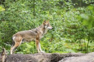 Eurasian wolf (Canis lupus lupus) standing in a forest, Hesse, Germany