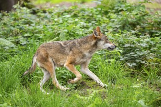 Eurasian wolf (Canis lupus lupus) walking in a forest, Hesse, Germany