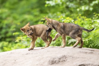 Eurasian wolf (Canis lupus lupus) cubs (youngster) on a little sand hill in the forest, Hesse,