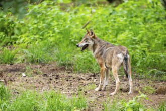 Eurasian wolf (Canis lupus lupus) standing in a forest, Hesse, Germany