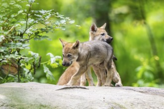 Eurasian wolf (Canis lupus lupus) cubs (youngster) on a little sand hill in the forest, Hesse,