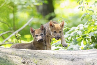 Eurasian wolf (Canis lupus lupus) cubs (youngster) on a little sand hill in the forest, Hesse,