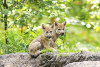 Eurasian wolf (Canis lupus lupus) cubs (youngster) on a little sand hill in the forest, Hesse,