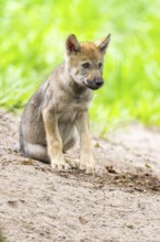 Eurasian wolf (Canis lupus lupus) cub (youngster) sitting on a little sand hill in the forest,